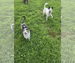 Small #6 Chihuahua Mix