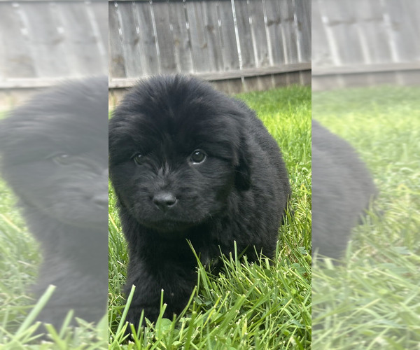 Medium Photo #23 Newfoundland Puppy For Sale in CAMBRIDGE, NE, USA