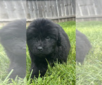 Small #6 Newfoundland
