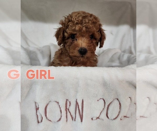 Medium Photo #2 Maltipoo (Miniature) Puppy For Sale in HUDSON, FL, USA