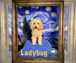 Small #2 Cavapoo (Miniature)