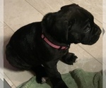 Small Photo #146 Cane Corso Puppy For Sale in COTTAGE GROVE, OR, USA