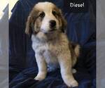 Small Photo #1 Great Bernese Puppy For Sale in BLACKVILLE, SC, USA