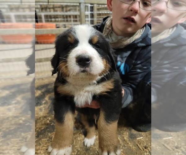 Medium Photo #23 Bernese Mountain Dog Puppy For Sale in PAXTON, IL, USA