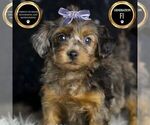 Small #7 YorkiePoo