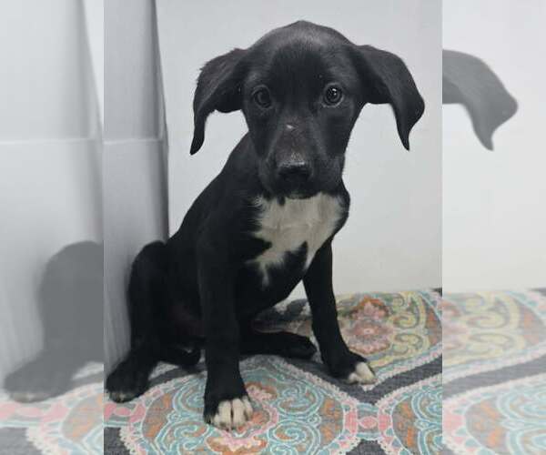 Medium Photo #1 Labrador Retriever-Unknown Mix Puppy For Sale in Brewster, NY, USA