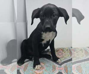 Labrador Retriever-Unknown Mix Dogs for adoption in Brewster, NY, USA