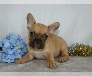 French Bulldog Puppy for sale in FREDERICKSBG, OH, USA