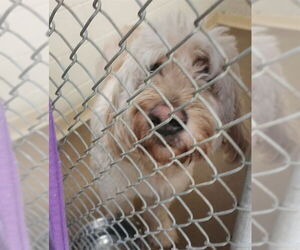 Labradoodle Dogs for adoption in Anchorage, AK, USA