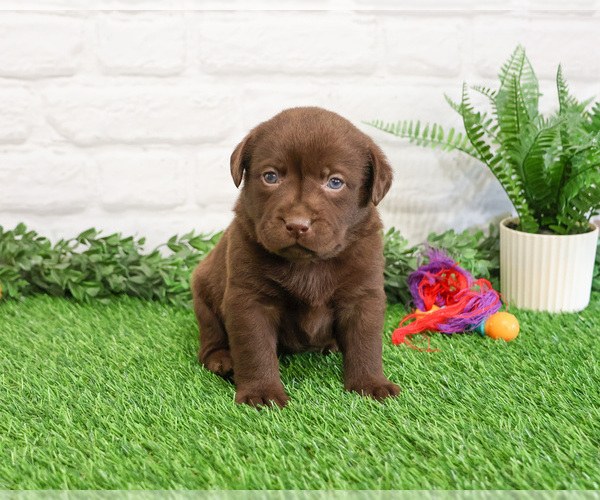 Medium Photo #9 Labrador Retriever Puppy For Sale in SYRACUSE, IN, USA