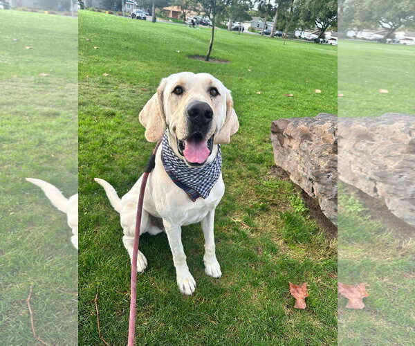 Medium Photo #5 Labrador Retriever-Unknown Mix Puppy For Sale in San Diego, CA, USA