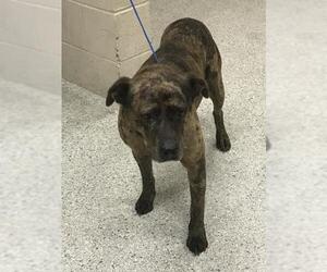 American Pit Bull Terrier-Unknown Mix Dogs for adoption in Conroe, TX, USA