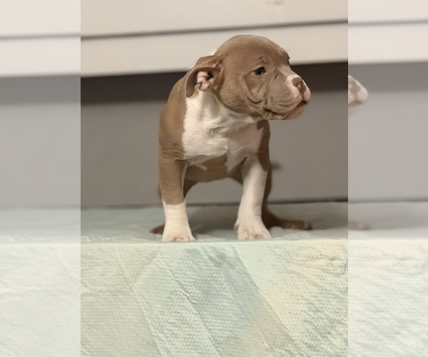 Medium Photo #1 American Bully Puppy For Sale in SAINT JOSEPH, MO, USA