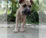 Small Mutt