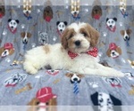 Small #3 Cavapoo