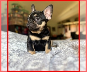 French Bulldog Puppy for sale in OJAI, CA, USA