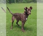 Small #1 German Shepherd Dog-Retriever  Mix