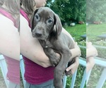 Puppy AKC Cola Great Dane