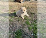 Small Photo #5 Alaskan Malamute Puppy For Sale in TYLER, TX, USA