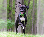 Small #1 Boxer