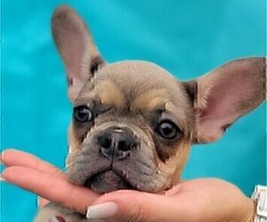 French Bulldog Dog for Adoption in BOCA RATON, Florida USA
