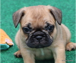 Small Photo #33 French Bulldog Puppy For Sale in WINNSBORO, TX, USA