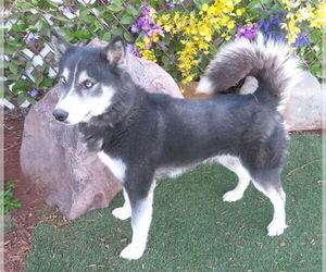 Siberian Husky Dogs for adoption in Oklahoma City, OK, USA
