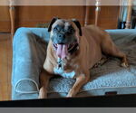 Small #3 Boxer