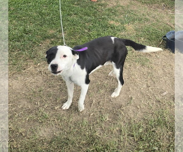 Medium Photo #3 Mutt Puppy For Sale in Osgood, IN, USA