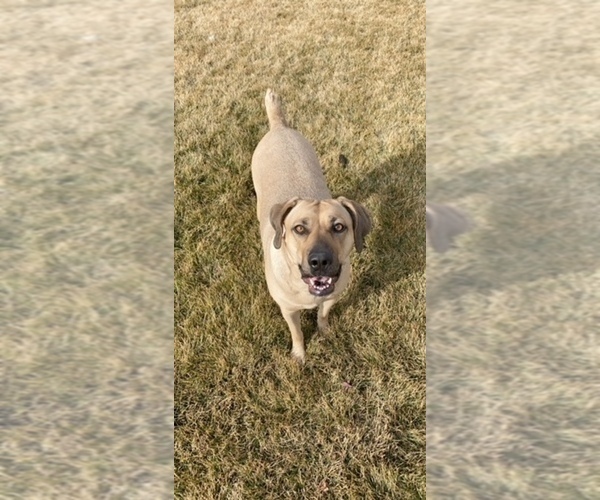 Medium Photo #3 Black Mouth Cur Puppy For Sale in NAMPA, ID, USA