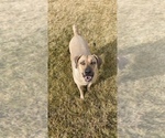 Small Photo #3 Black Mouth Cur Puppy For Sale in NAMPA, ID, USA