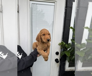 Golden Retriever Puppy for Sale in CHAMPIONS GATE, Florida USA