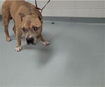 Small American Pit Bull Terrier Mix