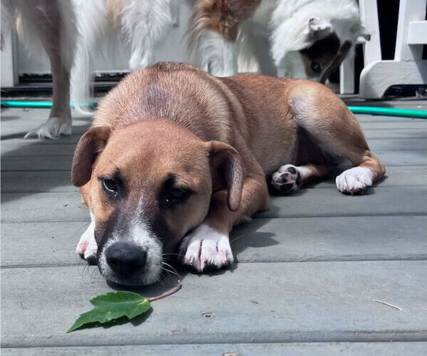 Medium Photo #6 Mutt Puppy For Sale in Thomasville, NC, USA