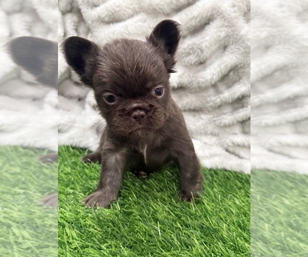 Medium Photo #1 French Bulldog Puppy For Sale in PORTSMOUTH, VA, USA