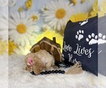 Small #6 Cocker Spaniel