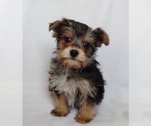 Morkie Puppy for sale in EDMORE, MI, USA