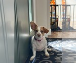 Prince Piggles - Male Chihuahua-Unknown Mix Dog for Adoption - Small photo