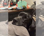 Small #3 Great Dane