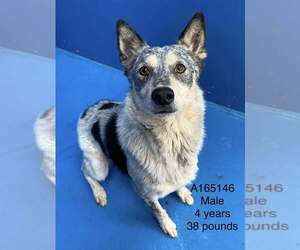 Mutt Dog for Adoption in Calgary, Alberta Canada