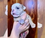 Small Photo #12 Bulldog Puppy For Sale in GREERS FERRY, AR, USA