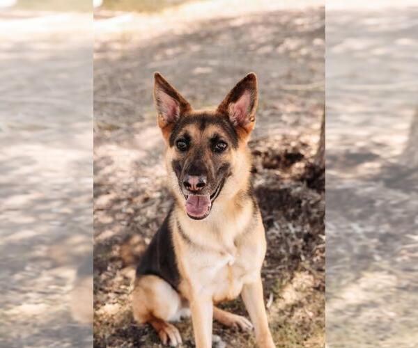 Medium Photo #22 German Shepherd Dog-Unknown Mix Puppy For Sale in Rockwall, TX, USA