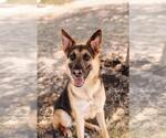 Small #21 German Shepherd Dog Mix