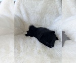 Small #4 Pomeranian