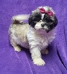 Small Photo #19 Lhasa Apso Puppy For Sale in BUFFALO, MO, USA