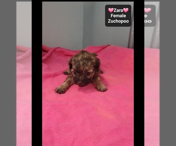 Medium Photo #2 Poodle (Toy)-Zuchon Mix Puppy For Sale in TUCSON, AZ, USA