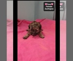 Zara - Female Poodle (Toy)-Zuchon Mix Puppy for Sale - Photo #2
