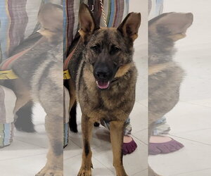 German Shepherd Dog Dogs for adoption in Centreville, VA, USA