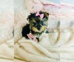 Small #3 Morkie