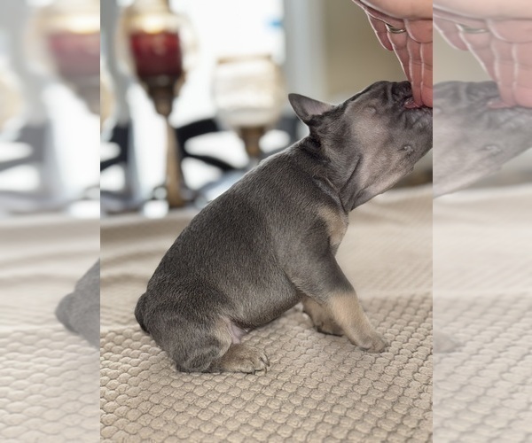 Medium Photo #80 French Bulldog Puppy For Sale in HILTON, NY, USA